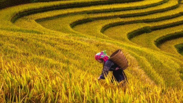 content phu nu viet nam 12