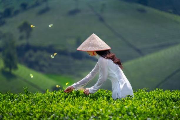 content phu nu viet nam 8